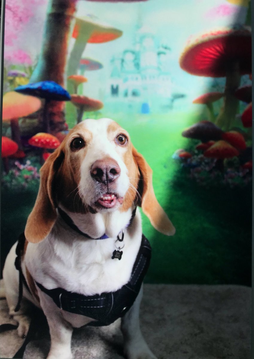 Henry went to the vet this weekend. He is 63 lbs and waiting on his blood test results but the doc says he looks good!