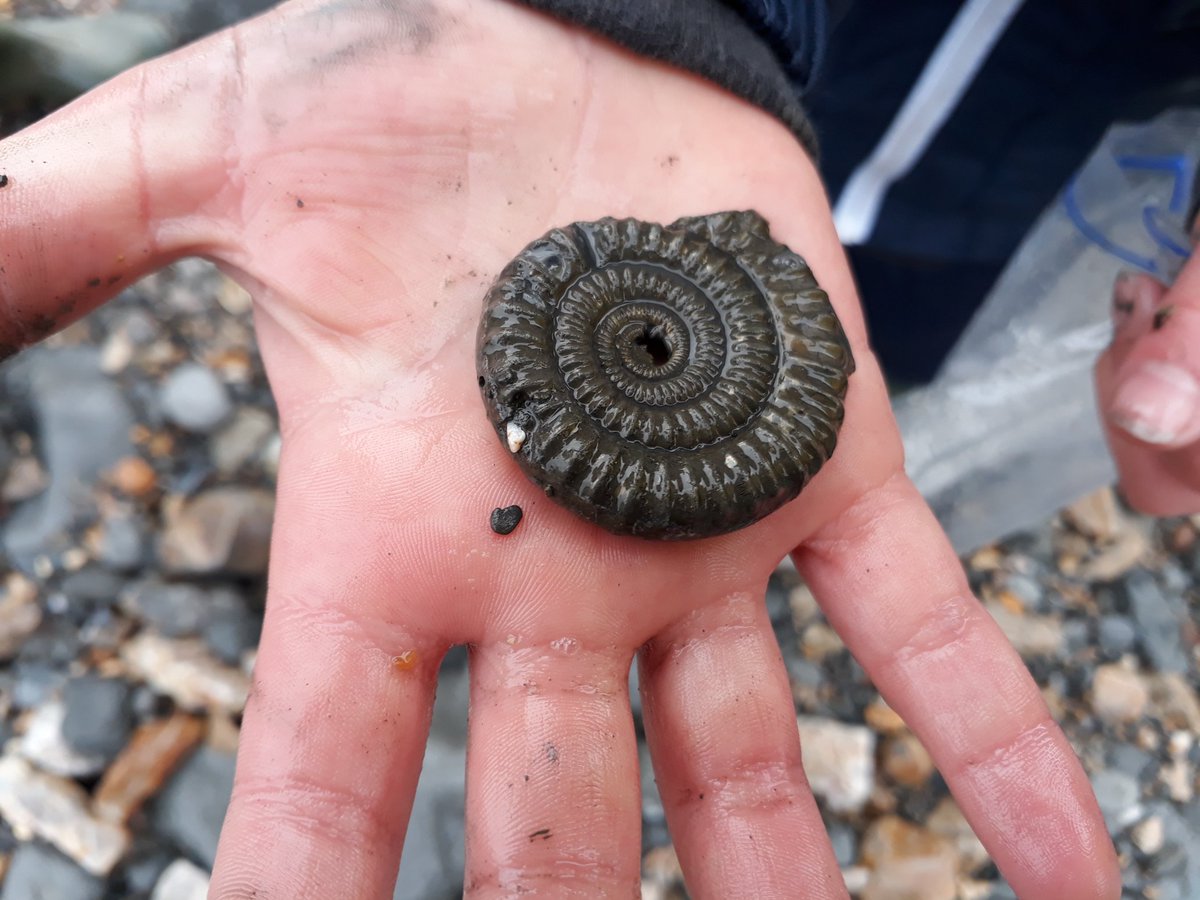 jurassicguides's tweet image. We are currently taking bookings for fossil walks during the Lyme Regis Fossil Festival... please contact guide@jurassiccoastguides.co.uk to book your walk. #professionalguide #mountainleader #jurassiccoast
