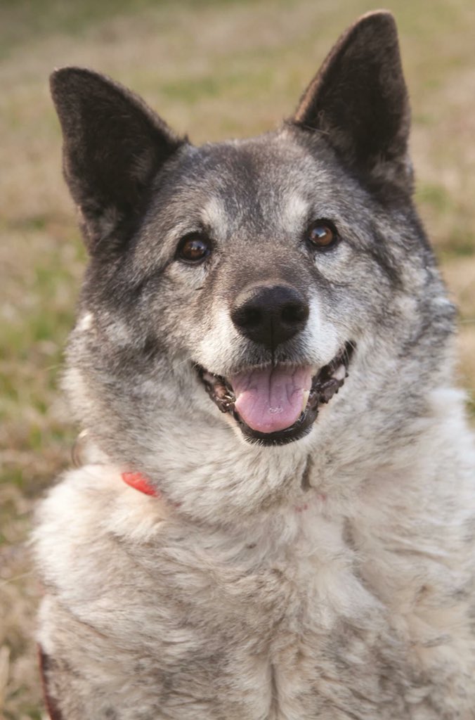 YvetteSBerry's tweet photo. @RichardTuffin #myseniorpet Elkie Berry 15 human years and a super loyal campaigner and friend #pawsome #woof #RIP2013 https://t.co/WZQM53BNOQ