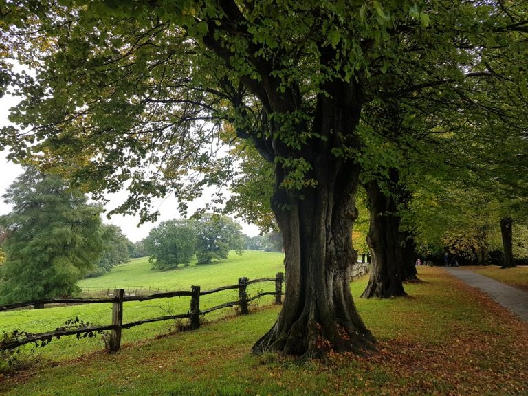 pumpkin_beth's tweet photo. #Plants are part of every aspect of our lives. Here are some lovely ways to #CelebrateLife and to #Celebrate those we love. If you're having a #SadTime I hope this article helps you: #Memorials #FuneralPlanning #FuneralHelp #FuneralIdeas #MemorialIdeas
https://t.co/Ki4PX8oihZ https://t.co/U4DvHIfnp2