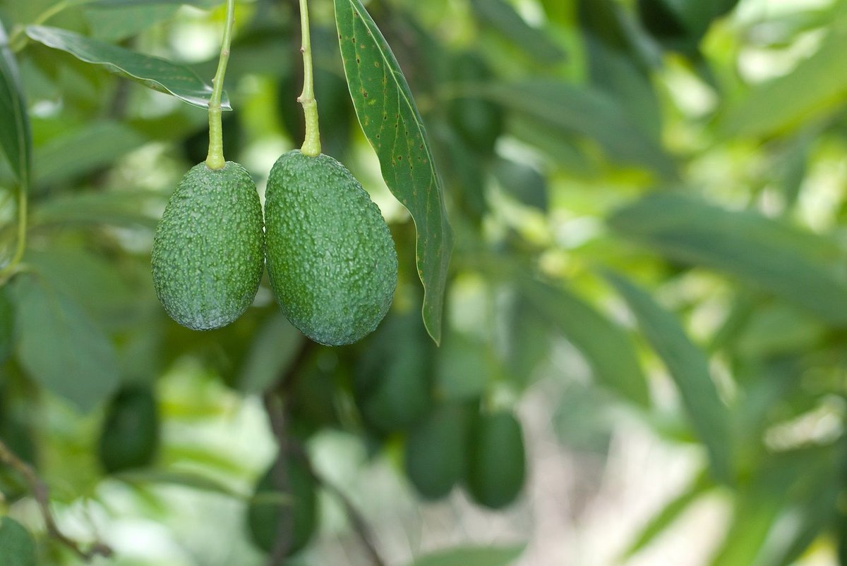 FOODfreshly's tweet photo. Mexican #avocado exports rose by a #quarter in early 2018 https://t.co/TD6ngu5qkG https://t.co/q5VD9aLsGx
