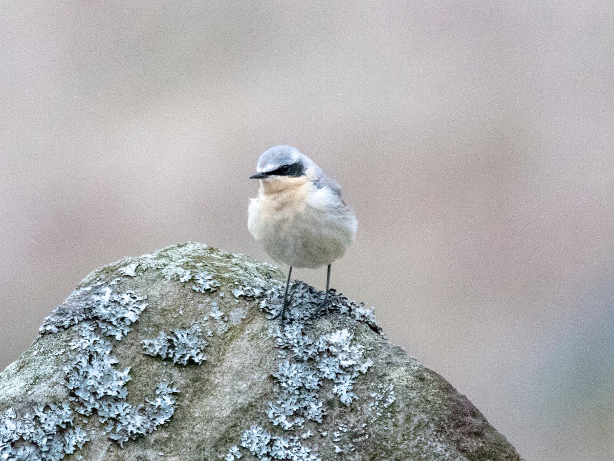 davidtattersley's tweet photo. 3 Wheatear (1m & 2f) & Stonechat (m) #Buckstones 2 Greylag & Tufted Duck #Cupwith with a strong northerly & temperature a bracing 3℃ elsewhere 2 Common Tern still present #EllandGravelPits where temperature was a very pleasant 6℃ 😏 @Hudds_BWC @AleAmbler https://t.co/KUETnlwJKM