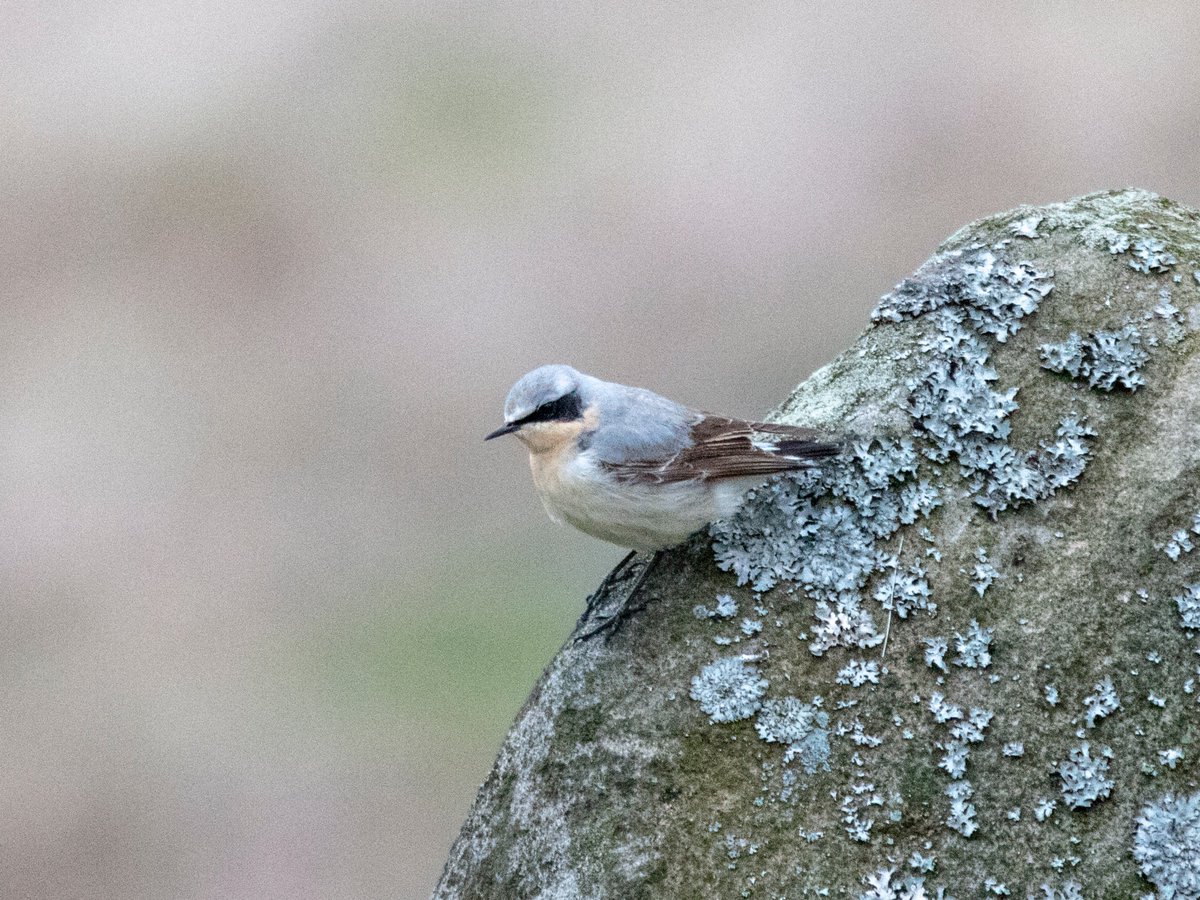 davidtattersley's tweet photo. 3 Wheatear (1m & 2f) & Stonechat (m) #Buckstones 2 Greylag & Tufted Duck #Cupwith with a strong northerly & temperature a bracing 3℃ elsewhere 2 Common Tern still present #EllandGravelPits where temperature was a very pleasant 6℃ 😏 @Hudds_BWC @AleAmbler https://t.co/KUETnlwJKM