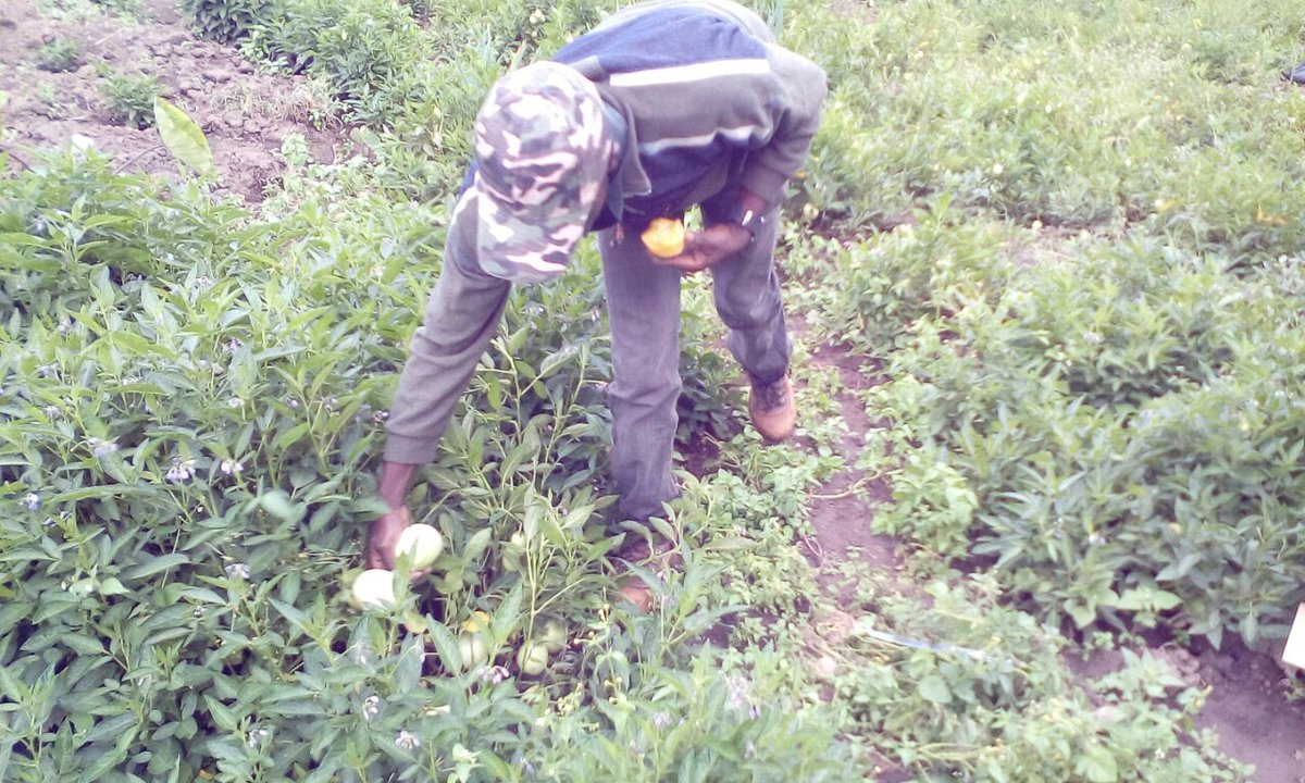 From an initial investment of Sh75, 000 a farmer investing in one acre of pepino melon farming is capable of making Sh295, 000 within three months farmbizafrica.com/advertise/10-p…