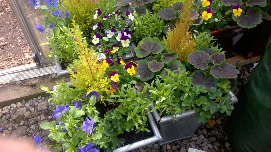 Planters for sale <a href="/stoneleighpark/">FOSP</a> metal planters £6, tub planters £4, hanging baskets £5. <a href="/ActionOldham/">Action Oldham Fund</a> @furryG1G1