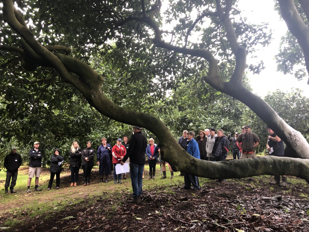 Jen_Scoular's tweet photo. How would you prune this #avocado tree? Lots of questions @NZ_Avocado @just_avocados fieldday in #Northland @andrew54214057 @darling_group https://t.co/opbahLCpwJ