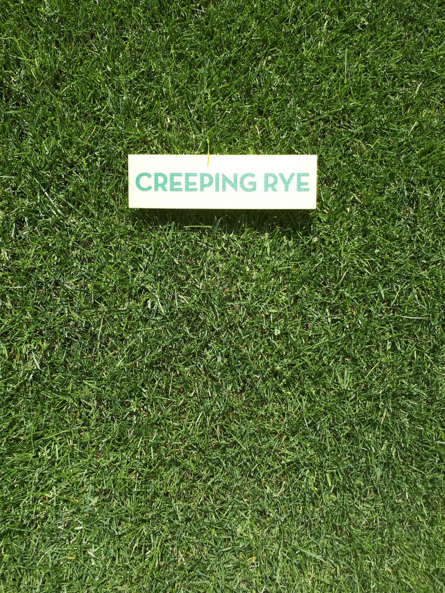 SemillasFitoTG's tweet photo. #CreepingRye mixture 👉 #Regenerating perennial rye blend with outstanding varieties TOP NTEP
⛳️ 50% Rinovo perennial ryegrass
⛳️ 50% Fiesta perennial ryegrass
👉 https://t.co/XpoyaRGmfE https://t.co/wQapBP2vz0