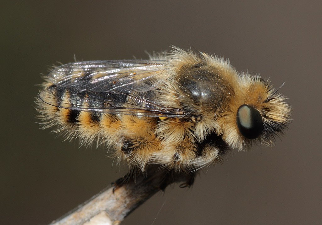 A rather furry Pycnopogon sp photographed in Turkey #WorldRobberflyday