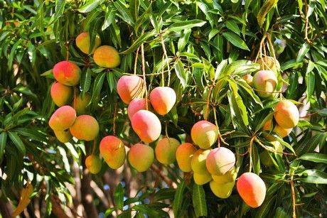 FOODfreshly's tweet photo. Tanzania: #Mango #prices #double in 3 months https://t.co/eYzbD1OklB https://t.co/Fl4SzyyAbc