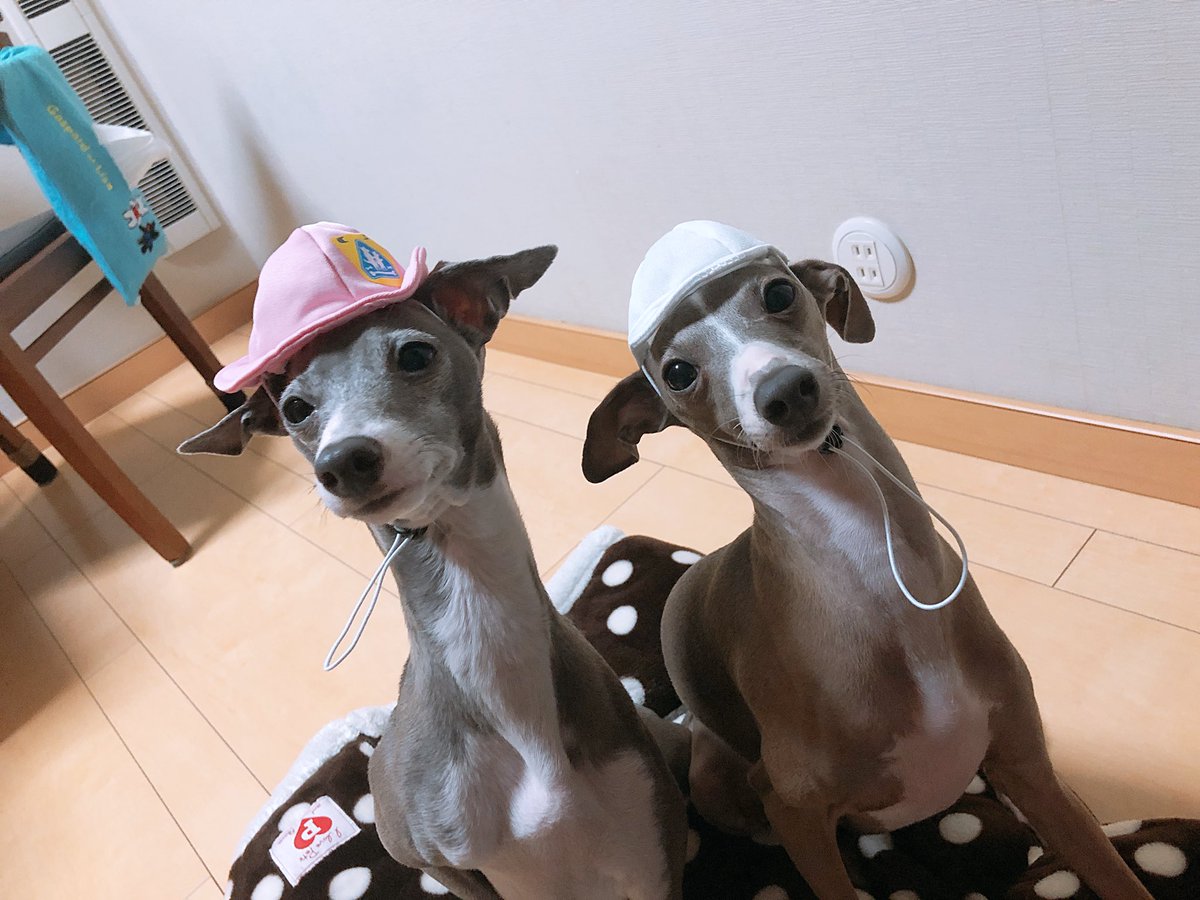 itagures's tweet photo. 可愛い可愛い可愛い😍 https://t.co/MAuWl6lCFg
