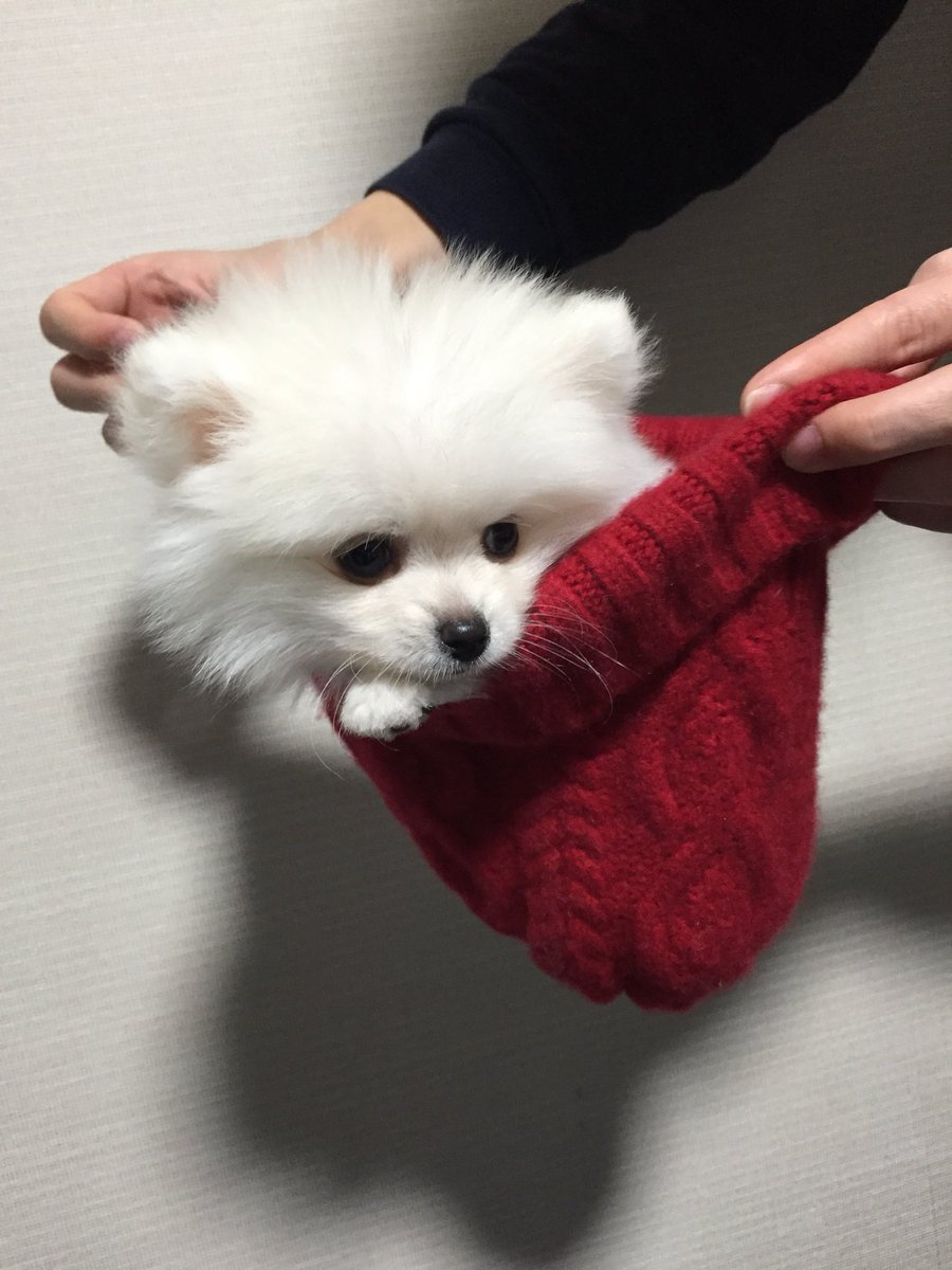 abiyuuuuuu's tweet photo. 愛犬ハク❤
かわいいと https://t.co/cCDCfqZT8s