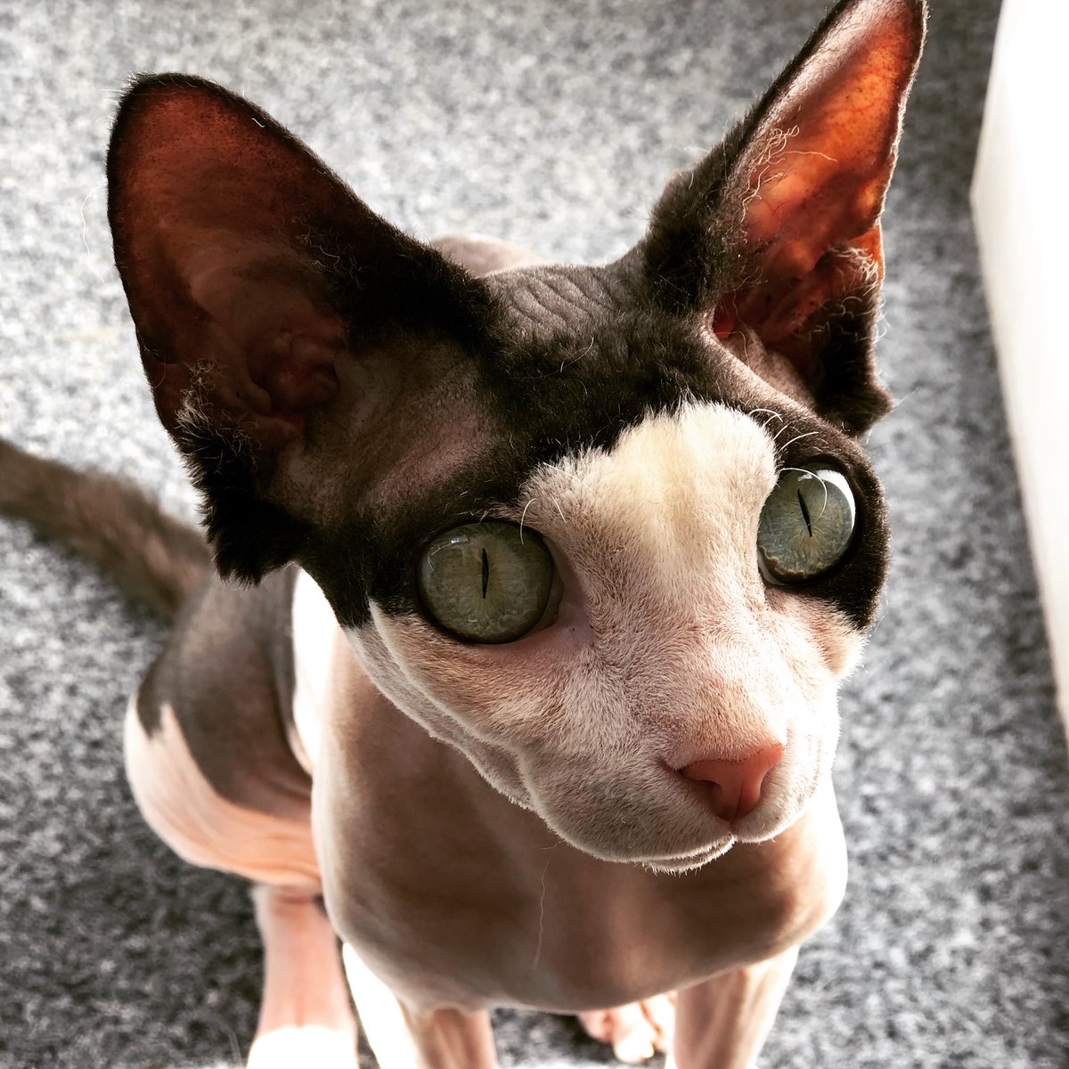 maisondemoggy's tweet photo. Excuse me, but don’t you think I’m just so adorable? 😻
#maisondemoggy #elodiechauve #mdmelodie #sphynxlove #sphynxcat #sphynx #beautifulcatsofinstagram #catsofinstagram #sphynxofinstagram #edinburghcatcafe #catcafe #sunshine #mondaymotivation https://t.co/VTlNtDm2rr