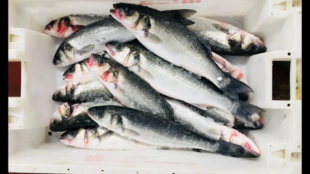 Sailbrand's tweet photo. Another Catch of Wild Seabass has just arrived this morning. In season now Call 01484 548975 . Simply stunning 

Just look at the skate too , without doubt my favourite fish . Have some for your tea ! #skate #wilddseabass #freshfish https://t.co/nJc3yAwtgT