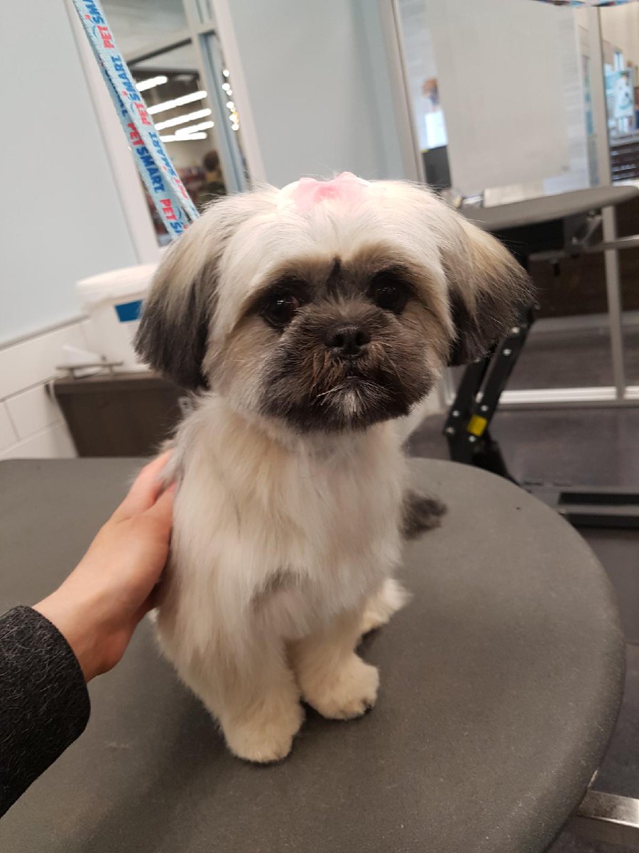 PetSmart Sydney NS tweet media