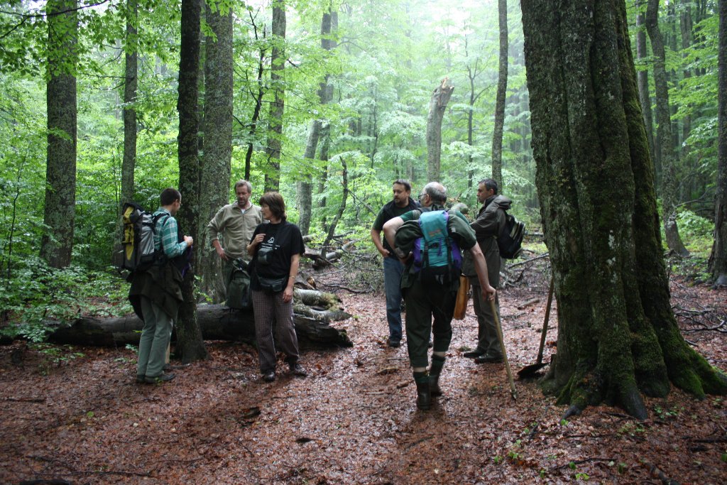 AdaptiveForests's tweet photo. Carpathian #beech #virginforest responded to #gap formation  with high #resilience through rapid lateral canopy expansion in small  gaps and #ingrowth of saplings and sub-dominant tree layers in larger gaps. https://t.co/25IiWQgzff https://t.co/xjYUSNuFzF
