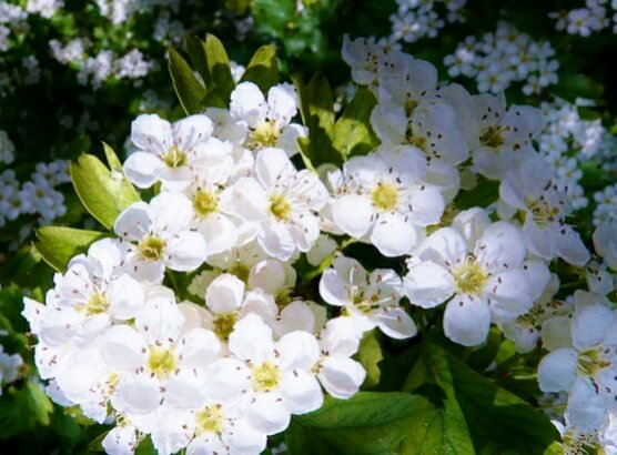 花 博愛 主義が大切であると 頭でわかっても それを実行に移すことは なかなか出来ることではありません どんな人にあっても まずその人の中にある 美しいものを見るようにしています それが愛の始まりとなります マザー テレサ