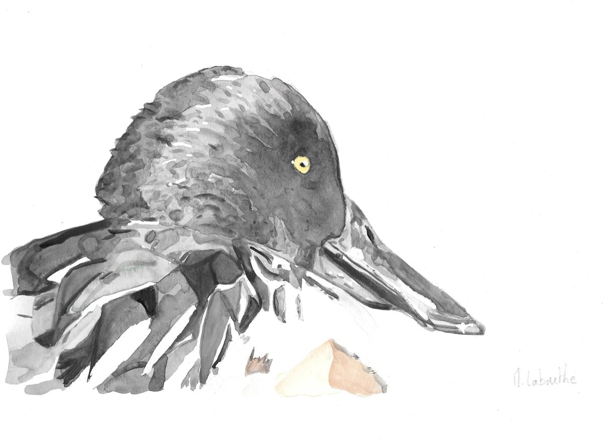 Sterne107's tweet photo. Northern shoveler https://t.co/tx8M26tkiq #art #peinture #hunt #birds #nature #aquarelle #watercolor #painting #birds #birding #nature #wildlife #watercolored #shoveler #oiseaux #shoveler #volgels #ebay #ebaybuyer #ebayseller #ebayshopping #ebayshop https://t.co/7AQmwYk4XO