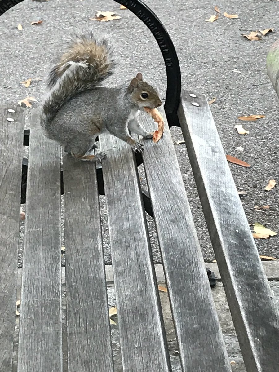 harrietelefther's tweet photo. Dear @NY1 its not only rats that eat pizza #animalsofnyc https://t.co/WLpteQL3PY