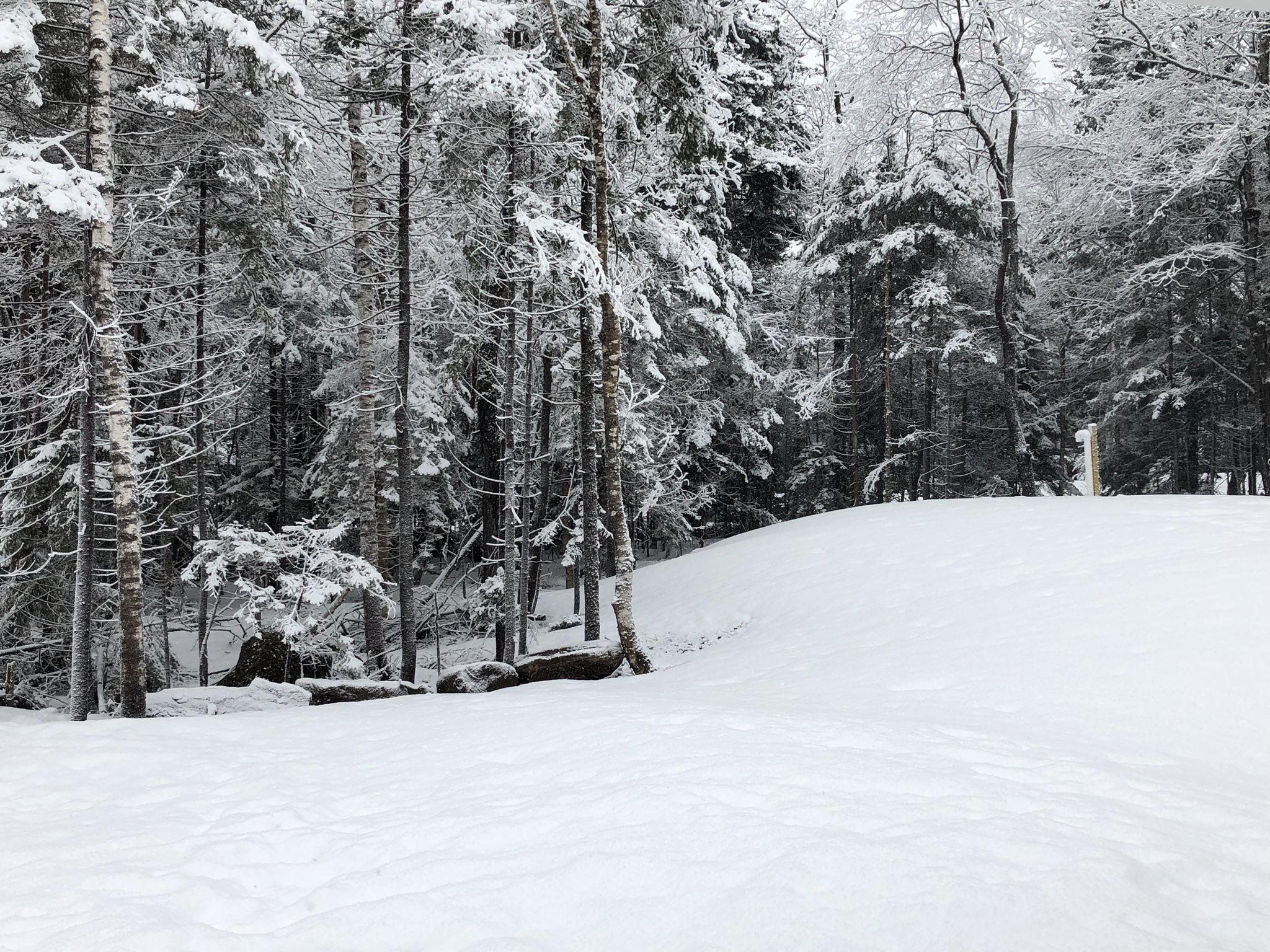 Mitch on Twitter "2.5” of new snow on the cold surfaces at 2,230