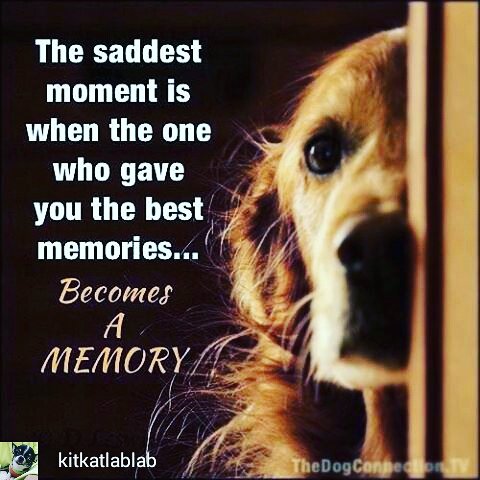 theralphsite's tweet photo. Fondest memories in time
#petloss #rainbowbridge #petbereavement #petsarefamily #petlosssupport https://t.co/HzwoEXvJgf