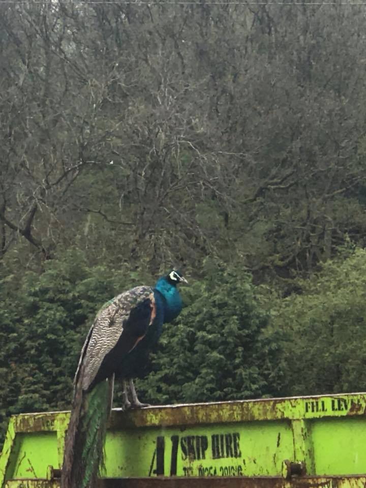 Monday Morning at <a href="/A1skiphireltd/">A1 SkipHire&Concrete</a>