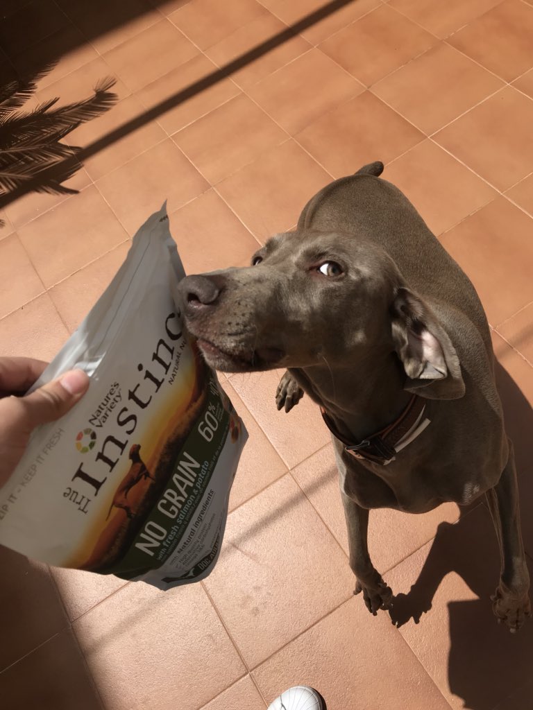 Piliruuiz's tweet photo. Cuando tu perra se vuelve loca por un pienso 🐶 #AlimentaSuInstinto https://t.co/A1VrUej0B8