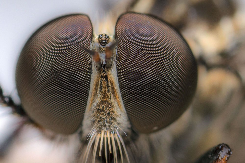 Is it really #worldrobberflyday - was that yesterday? - or does it depend on where you are; was it yesterday here? Any day is #Asilidae.