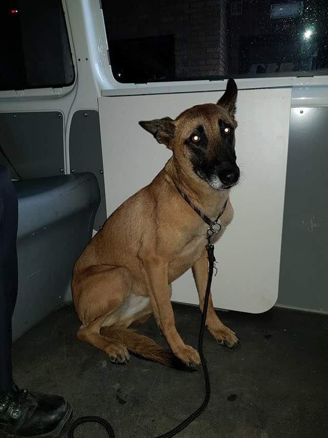 Of deze hond de intentie heeft om bij ons aan de slag te gaan weten we niet. 🐕
Maar hij/zij werd aangetroffen op de Leuvensesteenweg (omgeving Arsenaal) in #Mechelen.
Het dier heeft een chip, maar geeft helaas een foutmelding.
De eigenaar mag onze meldkamer bellen: 015/464.464