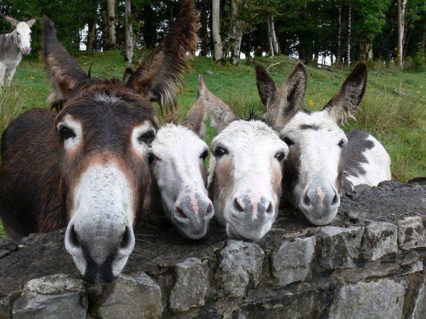 MessagePanda's tweet image. «Sometimes you climb out of bed in the morning and you think, I'm not going to make it, but you laugh inside — remembering all the times you've felt that way.»