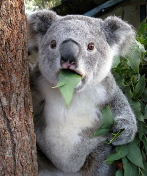 Cyramedx's tweet photo. REMINDER from Quality Koala!

You’ll need access to NHSN to meet the May 15 submission deadline for ASC-8 (Influenza Vaccination Coverage…). For info, visit https://t.co/9fv3eWgfiB https://t.co/UKrbdReTbF