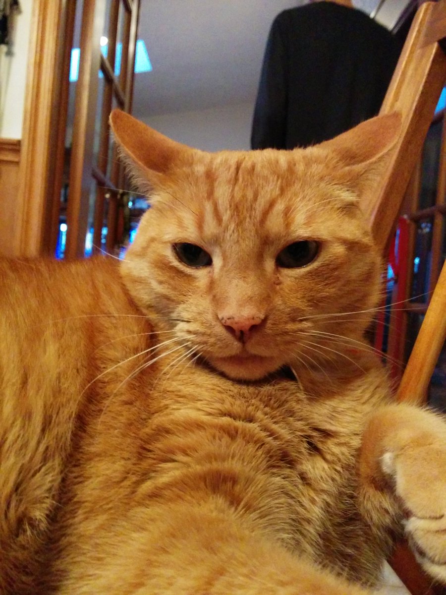 MichaelMilne4's tweet photo. Hey folks, this is MORITZ THE CAT! Be sure to say hi, and welcome him to @Twitter! He’s a bit nervous, but feels ready to take on the spotlight! #Moritz #cute #LOL #cat #adorable #funny https://t.co/Nx0NhdmDAE