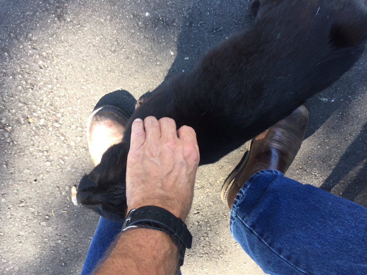 SkittlesFriends's tweet photo. Skittles: Hello everyone *Paw Wave* 🐾 Phantom &amp; Midnight are getting some extra attention from the Big Guy while he works at the Satellite Campus today, They have him so well trained that he melts like butter in their paws 😹😹😹
#Communitycats #MiniPanfurs #TNRworks 💖 https://t.co/xJQgtrzTUv
