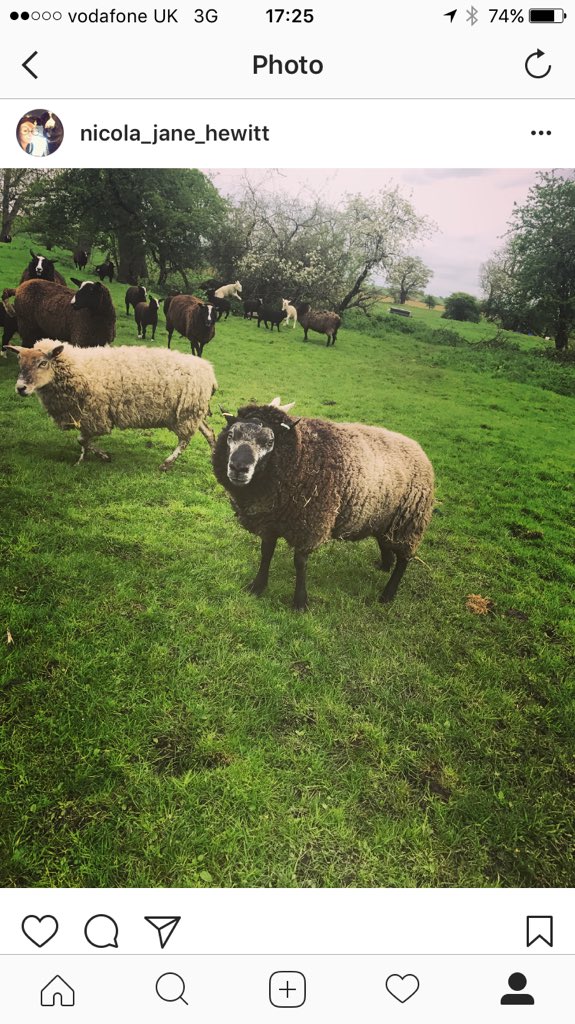 njh563's tweet photo. Today's new addition to the flock! My very own pedigree registered blue texel tup 😍😍 although his name is Brandon 😂😂😂😂 #stunner #texel #blue #newshowlad #bighopesforhim https://t.co/5D3ABwoYHk