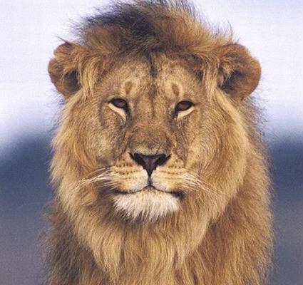 claycrosstownfc's tweet photo. CCTFC - the Lions of Welbeck are coming to The we Do More Than Print ground tomorrow evening in later change of fixture. Our pitch passed a ground inspection this afternoon whereas the pitch at Elkesley Road could have been in doubt. Kick-off 7.45pm. https://t.co/MbvsYqZc40