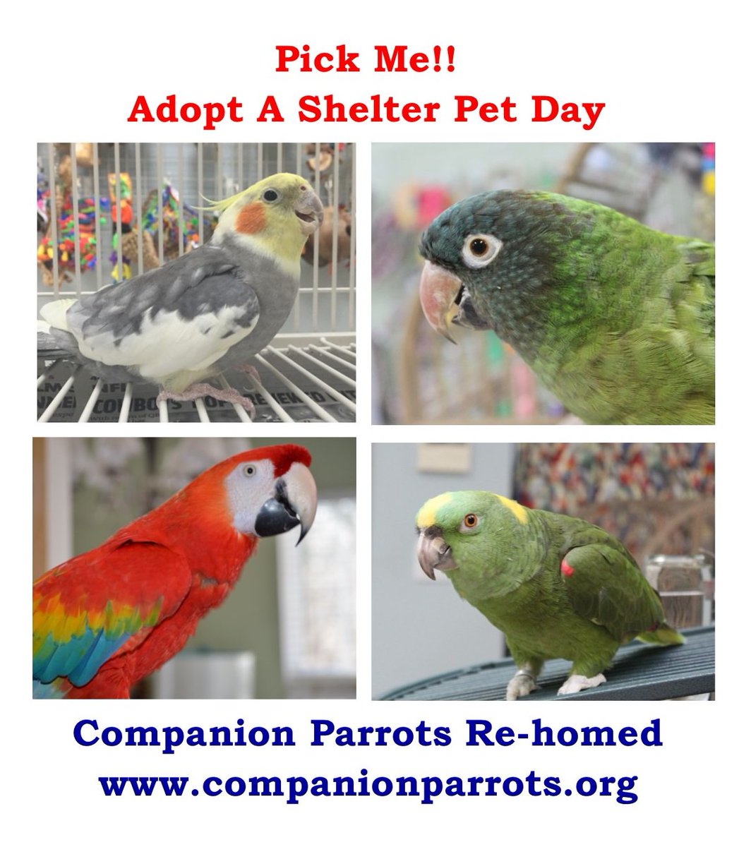CPRHparrots's tweet photo. Your new best friend is just waiting for you to find him/her. #AdoptAShelterPetDay #parrots #charlotte #adopt #adoptdontshop https://t.co/Prp4bGXKli