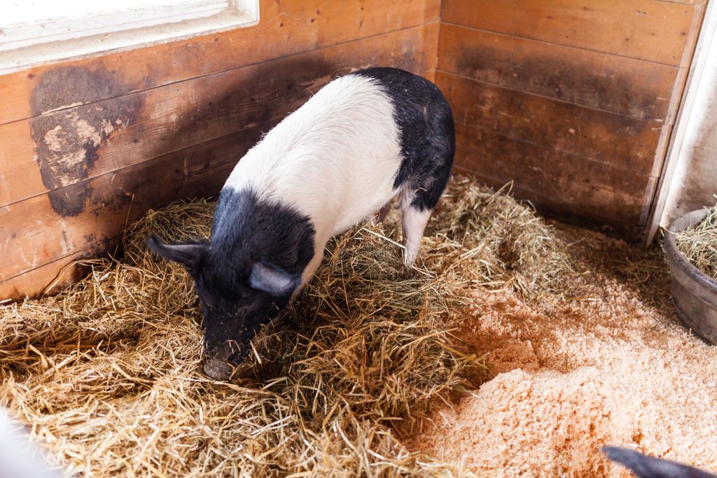 PrettyInstant's tweet photo. Seeing as how today is #NationalAdoptAShelterPetDay be sure to visit our friends over at @NevinsFarm! They're an amazing shelter with some really special animals that can't wait to meet you! Remember, #AdoptDontShop and help make an animal's day by giving them a forever home! 💗 https://t.co/0LzPguzDyB