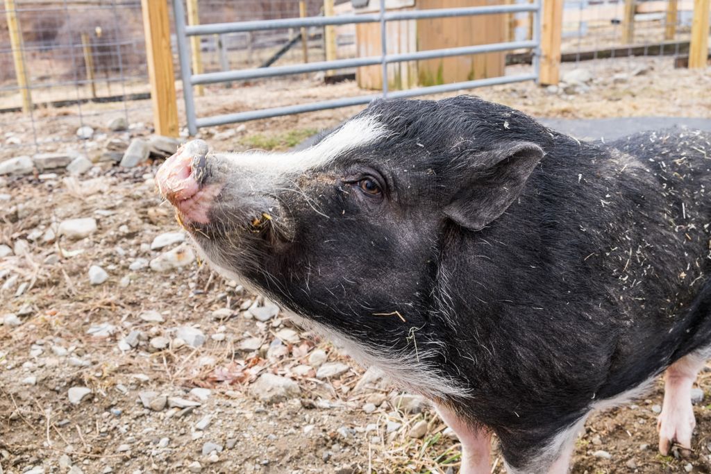 PrettyInstant's tweet photo. Seeing as how today is #NationalAdoptAShelterPetDay be sure to visit our friends over at @NevinsFarm! They're an amazing shelter with some really special animals that can't wait to meet you! Remember, #AdoptDontShop and help make an animal's day by giving them a forever home! 💗 https://t.co/0LzPguzDyB