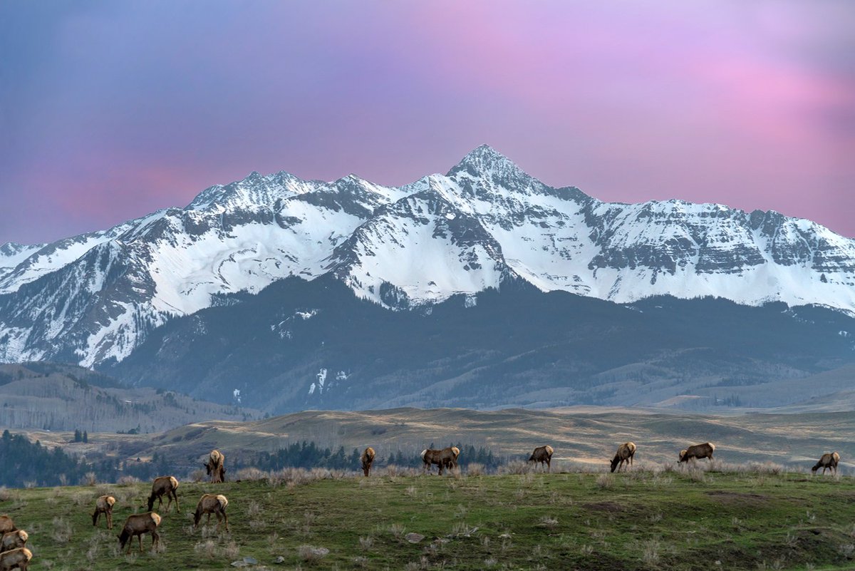 Some long time locals grazing and enjoying a beautiful Wilson sunset. #VisitTelluride 
📷 Ryan Bonneau