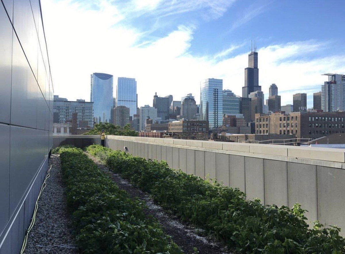 citymouse_chi's tweet photo. Leafy greens, spicy herbs and strawberry patches coming soon! We’re so happy to provide a space for urban and local farmers, @TheRoofCrop. Get to know them on the @acehotel blog. https://t.co/u11EgI6T9A