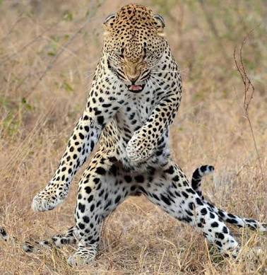 Roward17's tweet photo. Wayitiva Gwara gwara hewen ni tshiketeni nicina gwaragwara https://t.co/73rDm5CUUm