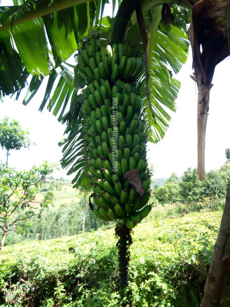 e_onditi's tweet photo. From our "small farm, " I have learnt that tissue cultured bananas grow fast, are disease resistant, produce more suckers , fetch high market demand and require less years before maturity when compared with traditional bananas.
@CalebKaruga 
@FarmbizAfrica
@rodgers_kirwa https://t.co/ujhJZL4ceo
