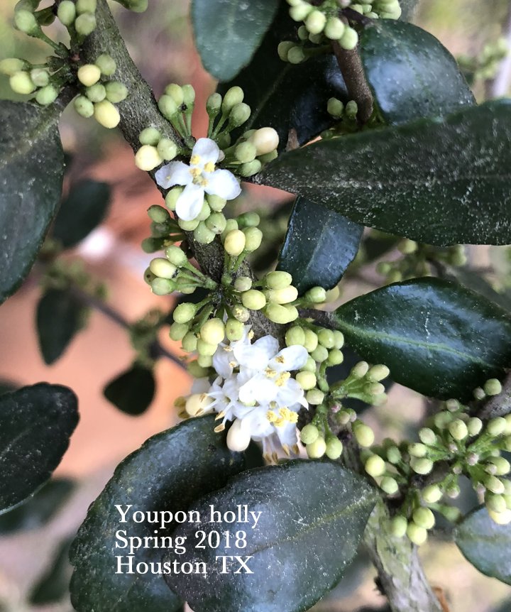 TX Gulf Coast Master Naturalist tweet media