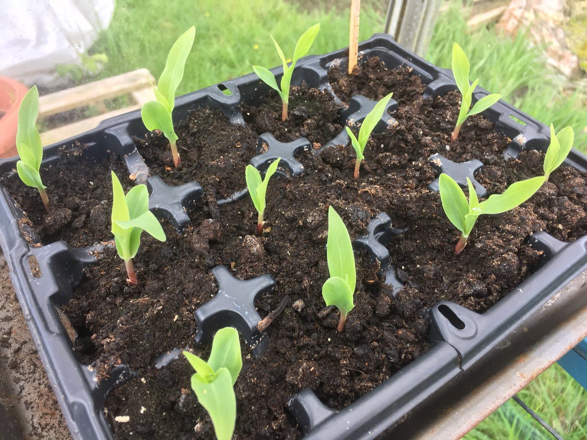 AndyBreare's tweet photo. Sweetcorn looking healthy. Loving the sunshine. #brearepatch https://t.co/z3c3Bx1mvm