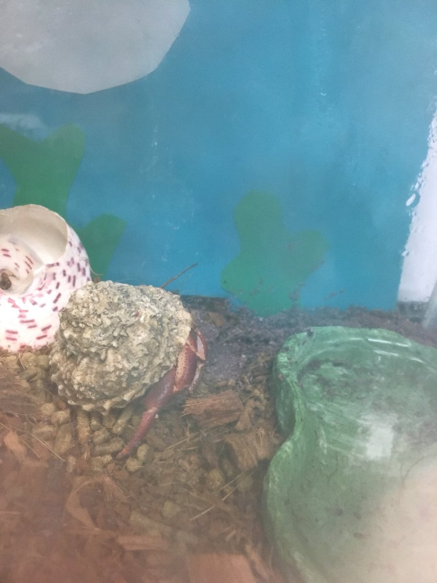 TheCruNews's tweet photo. Germaine Johnson, beloved pet and friend. We mourn the loss of this beautiful hermit crab that Ms. Griffith took care of. Germaine was only a month old when he passed. May God leave a hand on his shell. 🙏🏻 https://t.co/RbGmmuS8hY