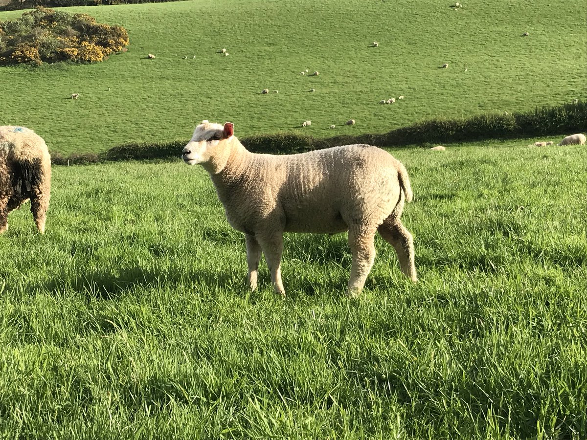 ExeValleyLamb's tweet photo. Feb born lambs starting to motor now. Heaviest just shy of 40kg at 74 days old. #lleyn #charollaise #localfood #exeter #exminster #lambbox https://t.co/68tXS4bJix