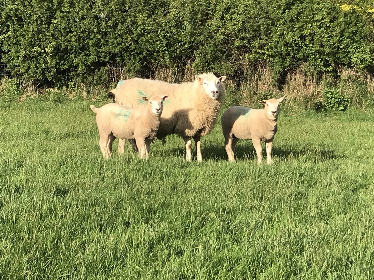 ExeValleyLamb's tweet photo. Feb born lambs starting to motor now. Heaviest just shy of 40kg at 74 days old. #lleyn #charollaise #localfood #exeter #exminster #lambbox https://t.co/68tXS4bJix