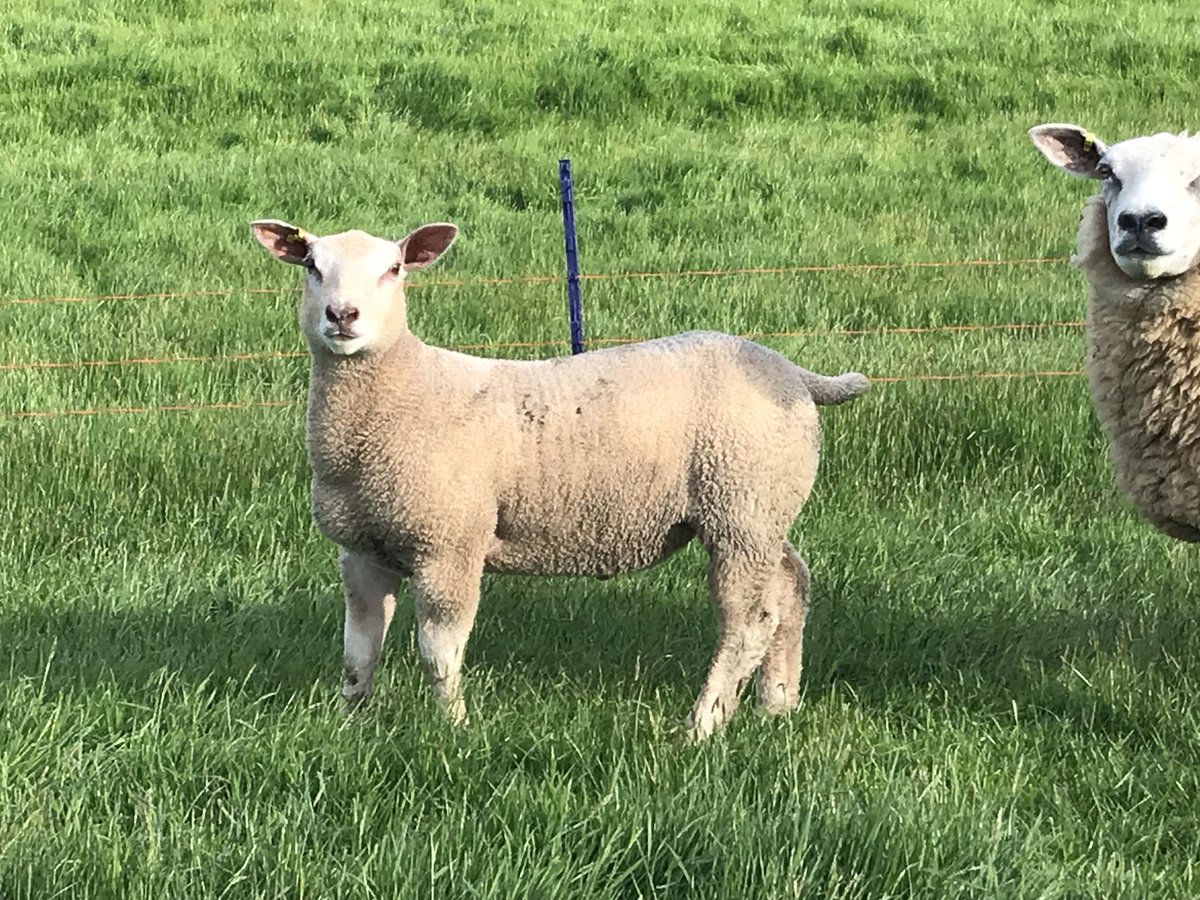 ExeValleyLamb's tweet photo. Feb born lambs starting to motor now. Heaviest just shy of 40kg at 74 days old. #lleyn #charollaise #localfood #exeter #exminster #lambbox https://t.co/68tXS4bJix