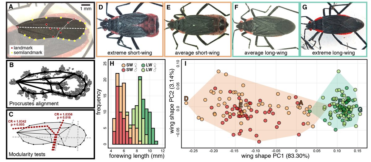 Aphanotus's tweet photo. Excited to have our study of #evolution & #evodevo in soapberry bug #polyphenism out now in @NatureComms #openaccess at https://t.co/zuLwCTdKf8 w @MeredithCenzer https://t.co/EyfSa8i2eU