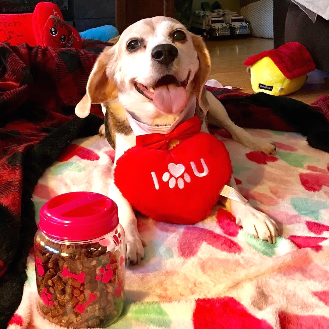 baosinh2's tweet photo. Happy, happy ‼️   👅T 
Credit to : @be.gal.pal.al
Follow us if you love Beagles  ❣
 Update videos everyday ❤
#beaglepuppy #beagle #beaglelove #beaglegang #beaglelife https://t.co/qoVZtGKr6F