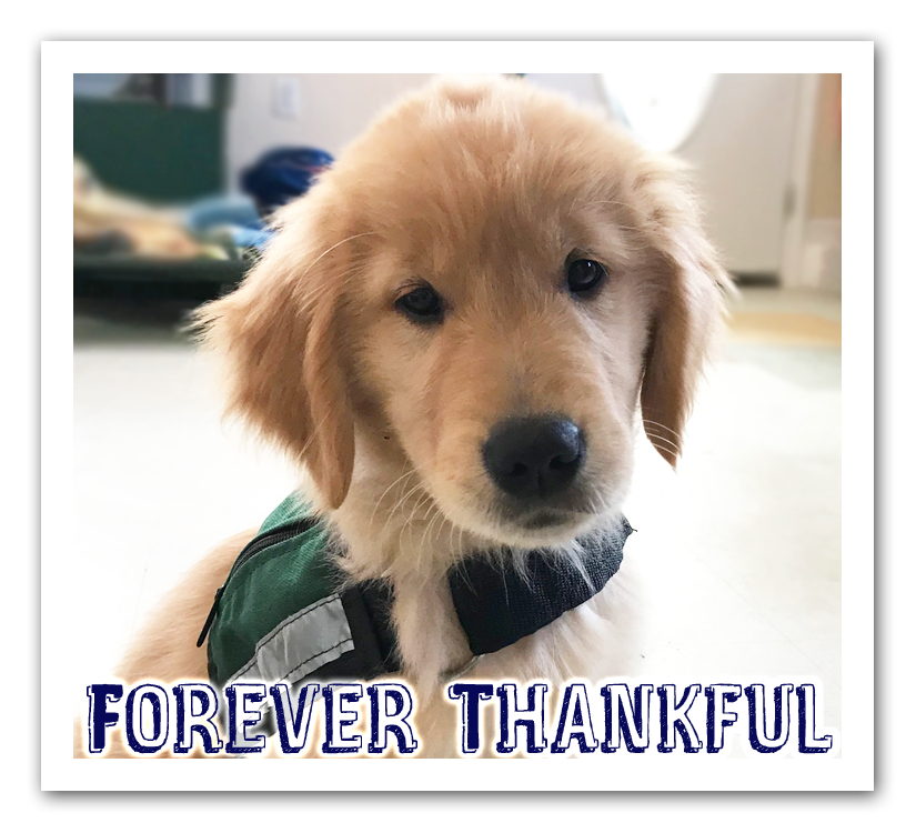 ECADServiceDogs's tweet photo. We know you want to see Promise succeed! You only have until until midnight tonight to DOUBLE YOUR IMPACT! But, you have to GIVE NOW to take advantage of this generous offer!! https://t.co/Frnc7Mt8FO #keepingourpromise #ECAD #becauseofyou #doubleup #matchthat https://t.co/8h3Dxn4a8R